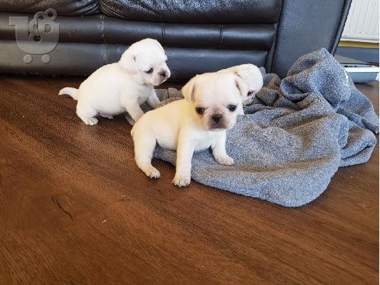 Λατρευτά μικρά κουτάβια Pug προς πώληση